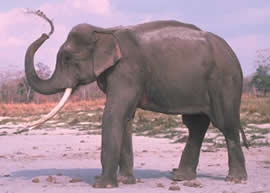 elefante